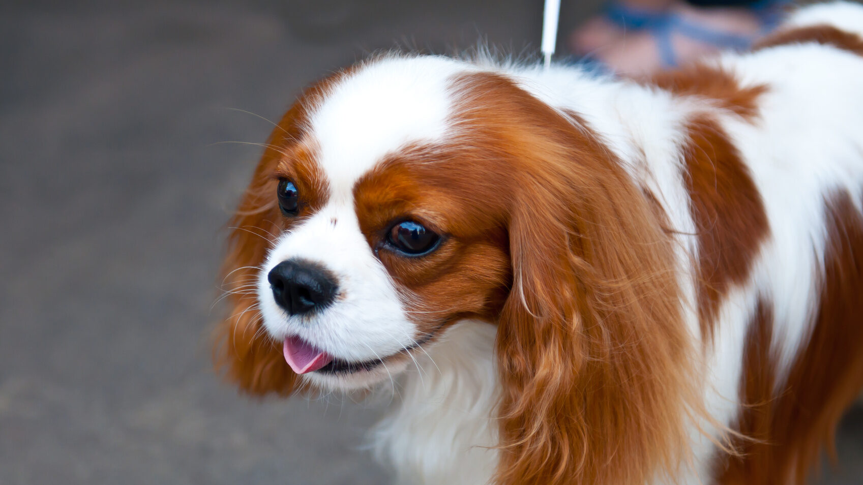 King Charles Spaniel is a breed of small dog of the Spaniel type.