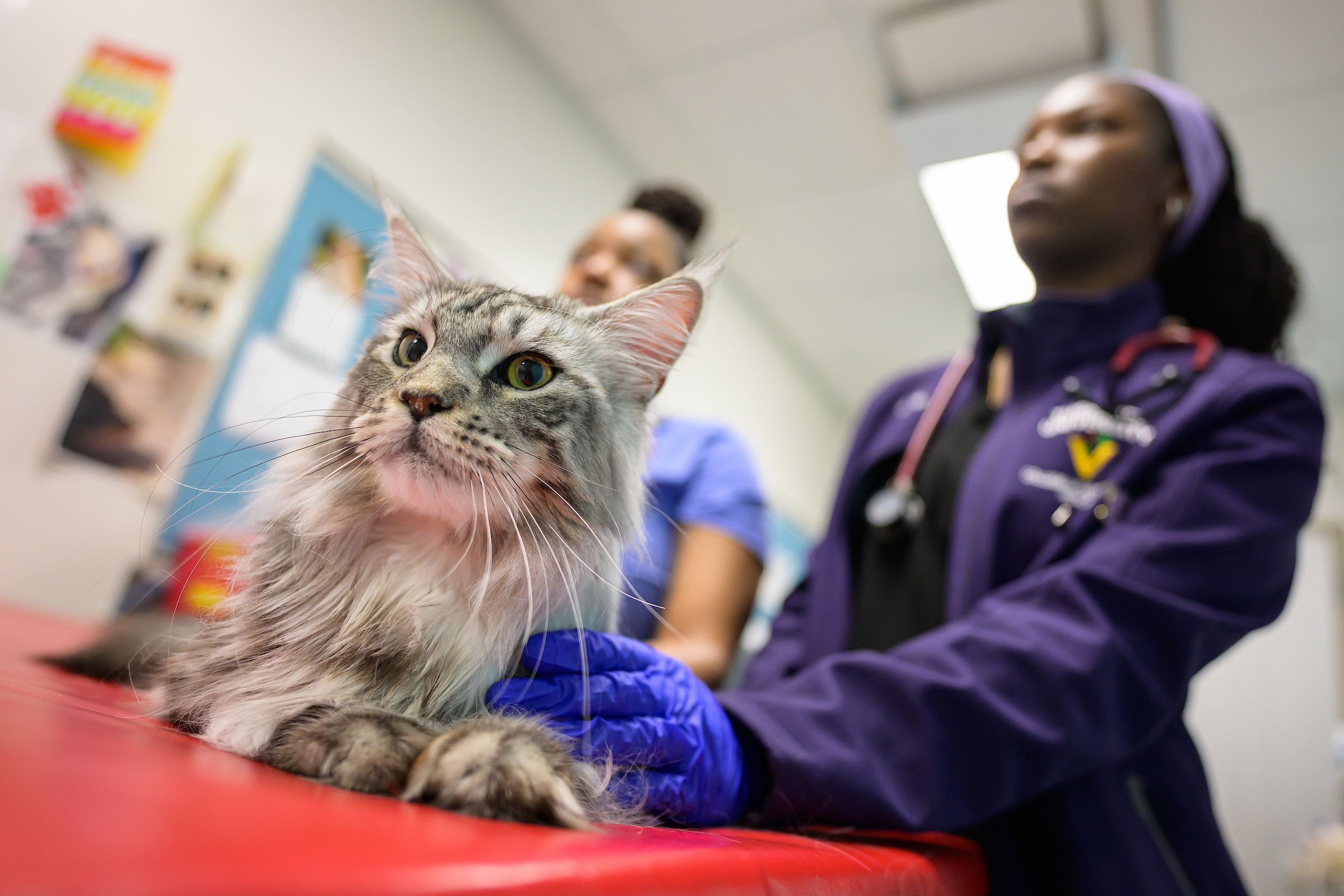 Two veterinary students work with a cat.