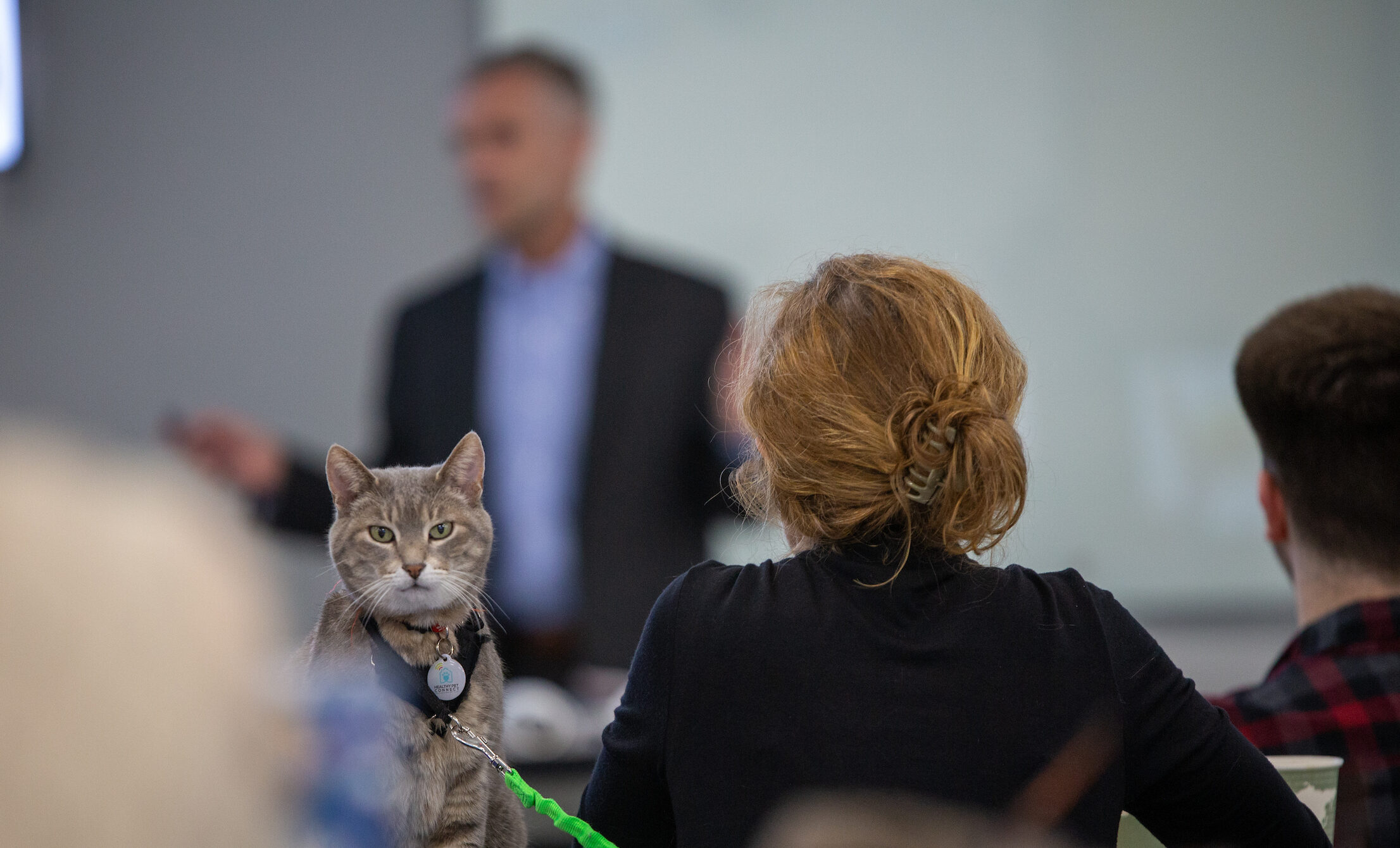 A cat on a table at the NC State Feline Symposium