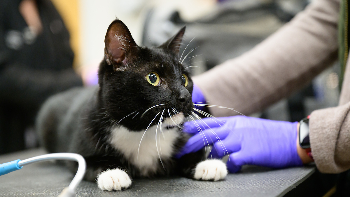 Pym Laflin is evaluated at the Feline Idiopathic Cystitis clinic to see whether he's a good candidate for low-dose radiation therapy.