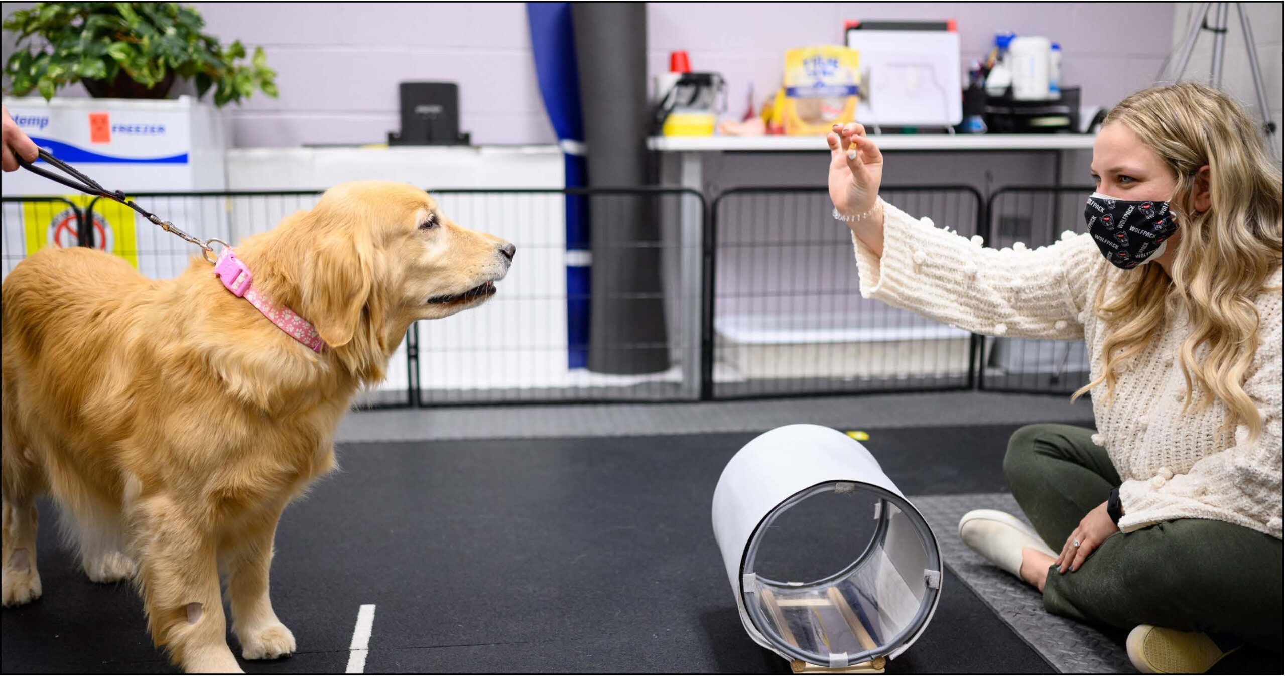 Behavior clinical trial with golden retriever 