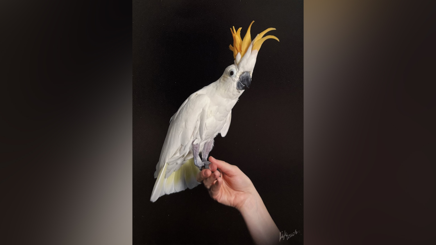 Phoenix, a white cockatoo with a yellow crest, stands on her owner's hand in a portrait photo.