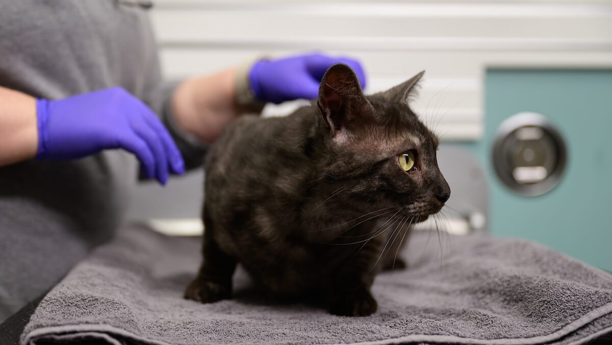 A black cat sits on an examination table at the NC State College of Veterinary Medicine.