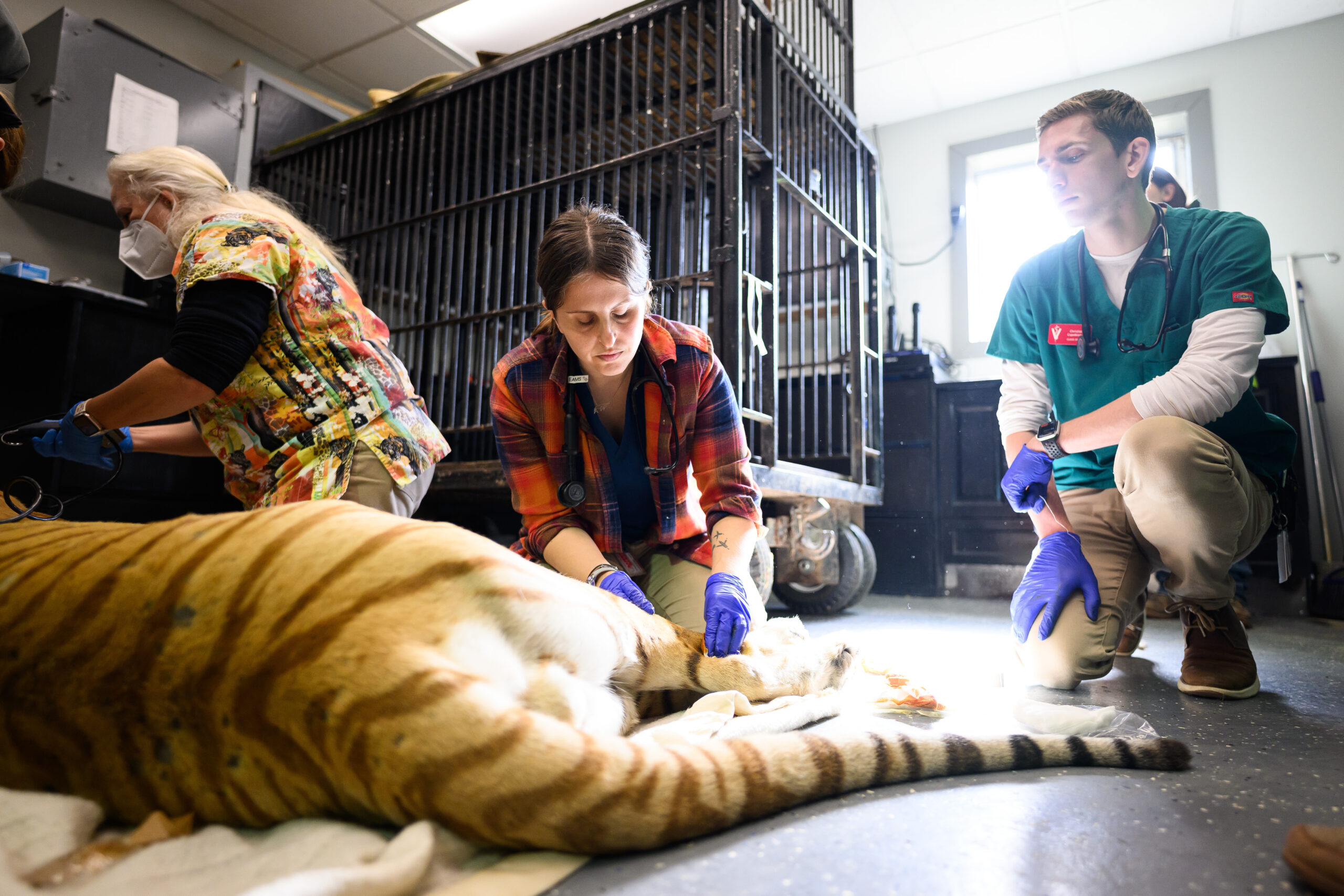 Two women and a man in surgical gloves check on an anesthetized tiger.