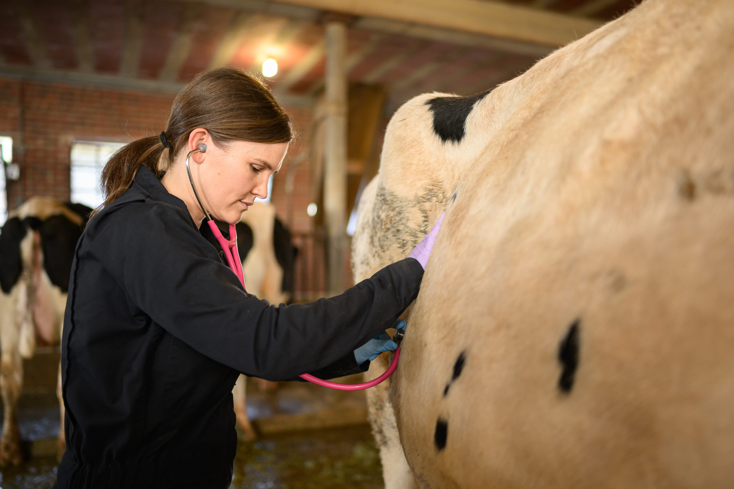 Woman uses stethoscope to listen to dairy cow's stomach.