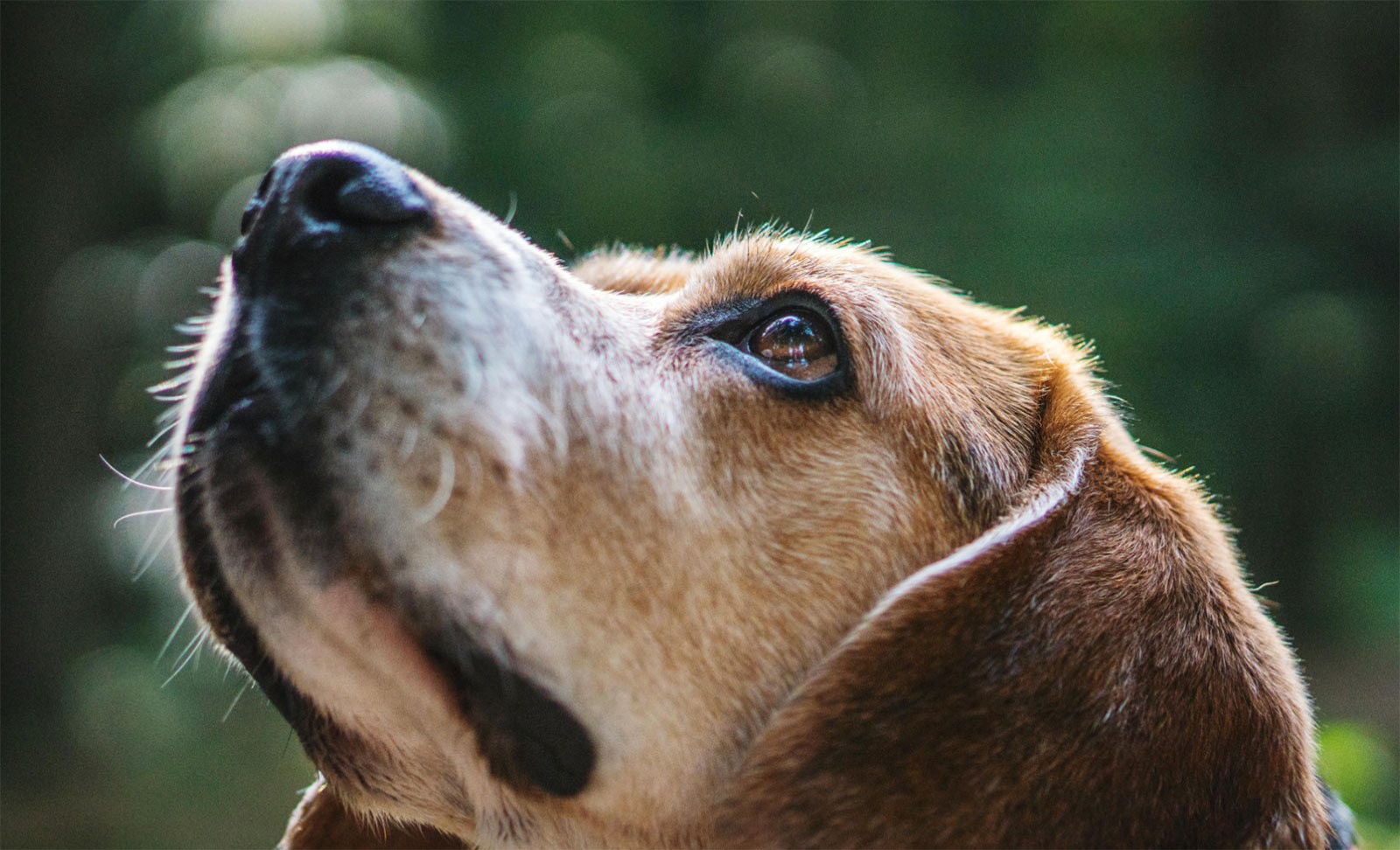 Beagle looking regal