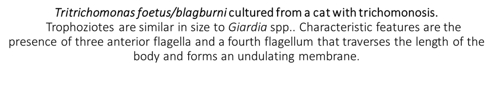 microscopic view of tritrichomonas foetus