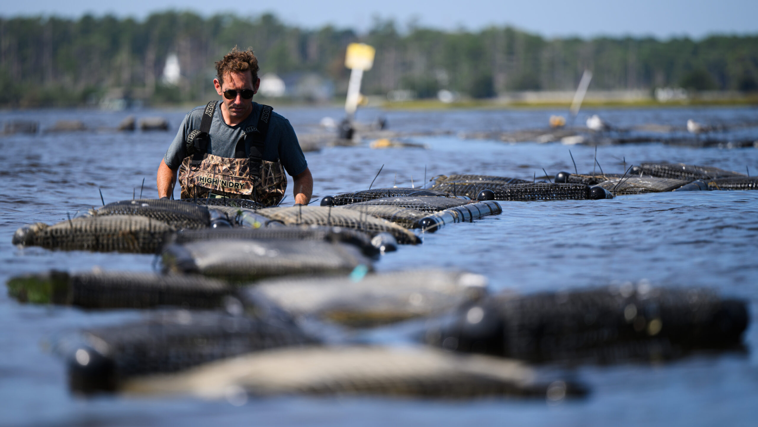 Dr. Tal Ben-Horin relocates a set of oyster bags from CMAST to Core Sound as part of a study into the disease resistance of different genetic lines of oyster.