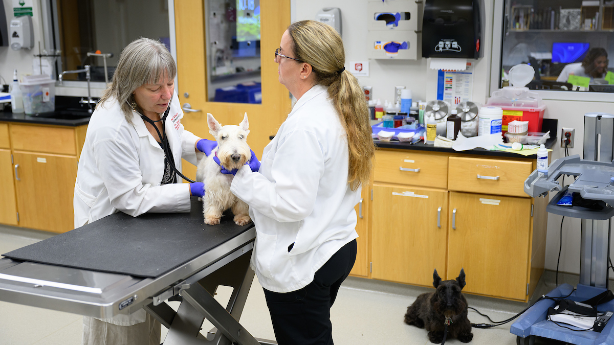 Dr. Shelly Vaden, left, examines Tango Willen, a Scottish terrier who is participating in a clinical trial, as research specialist Tonya Harris holds her