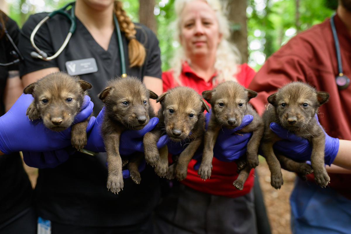 the 2025 litter of red wolf puppies are held in a line in the hands of the College of Veterinary Medicine's Carnivore Conservation Crew