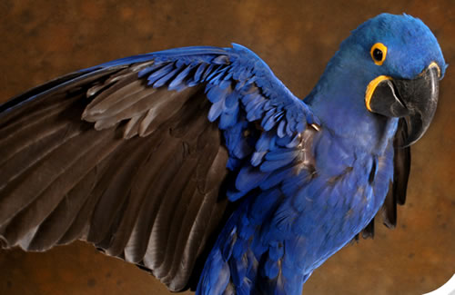 Exotic Animal Medicine