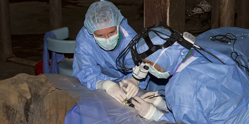 elephant surgery