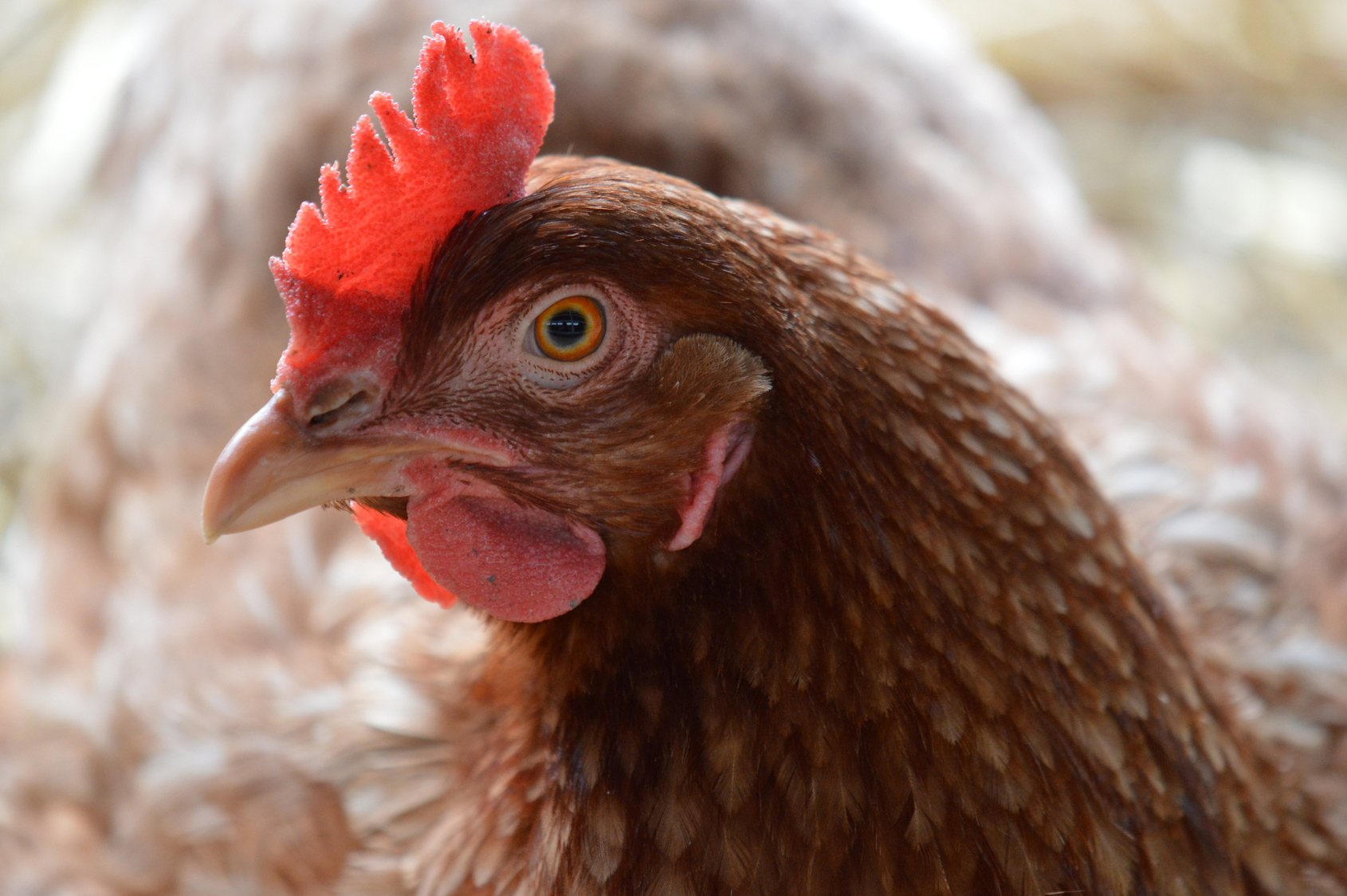 close up of chicken