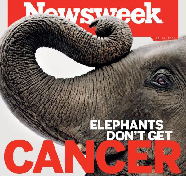 Newsweek cover