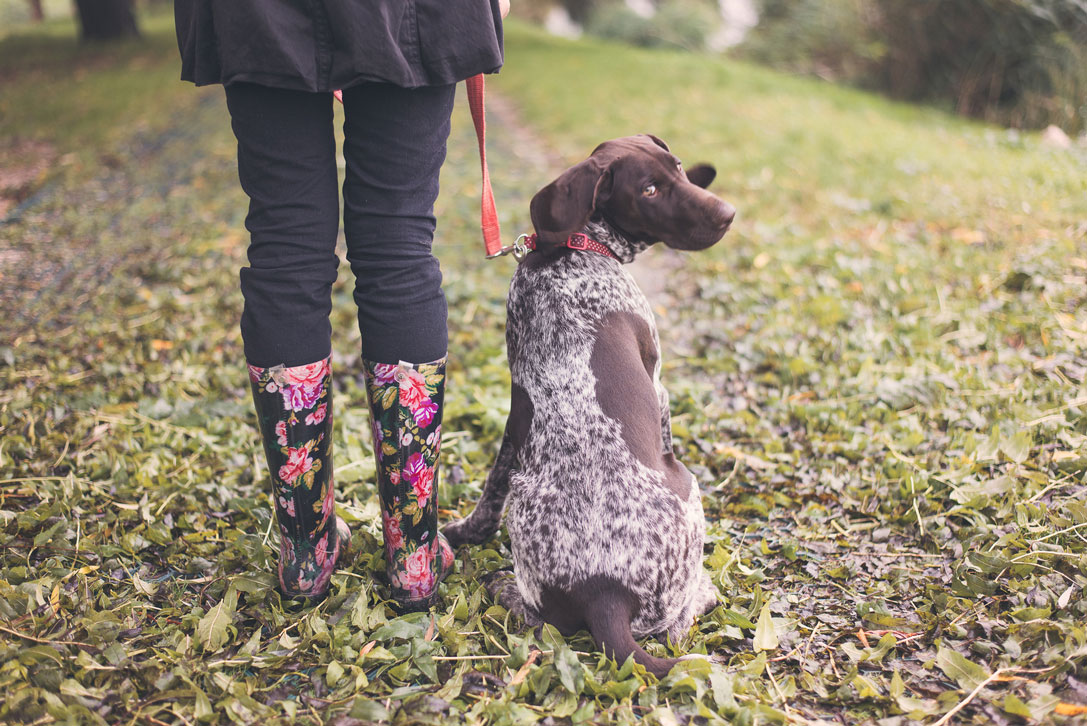 german pointer