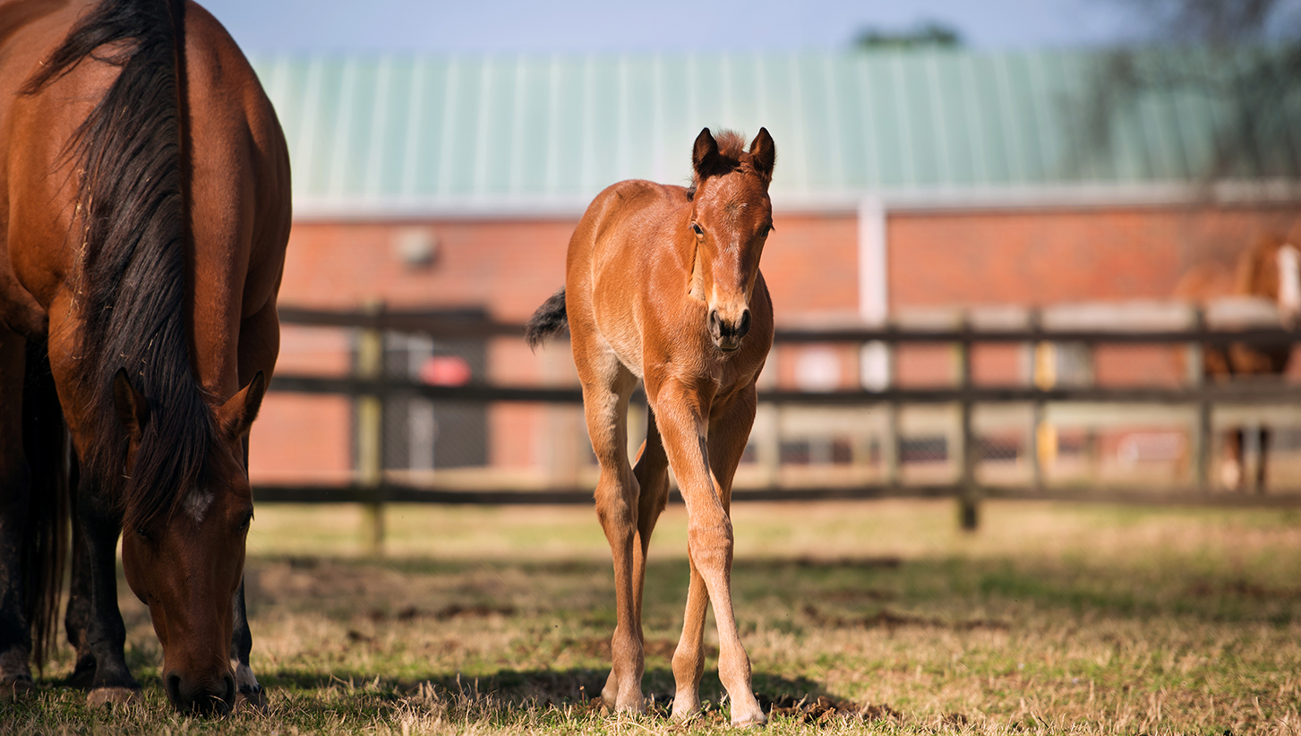 foal with mother