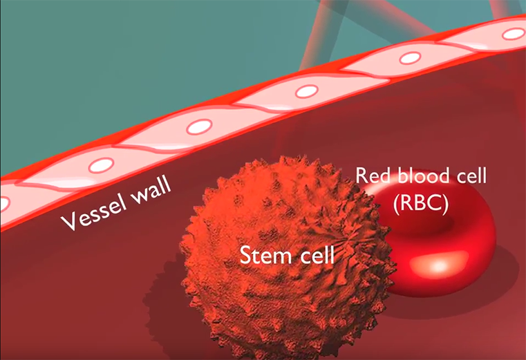 image of blood cells