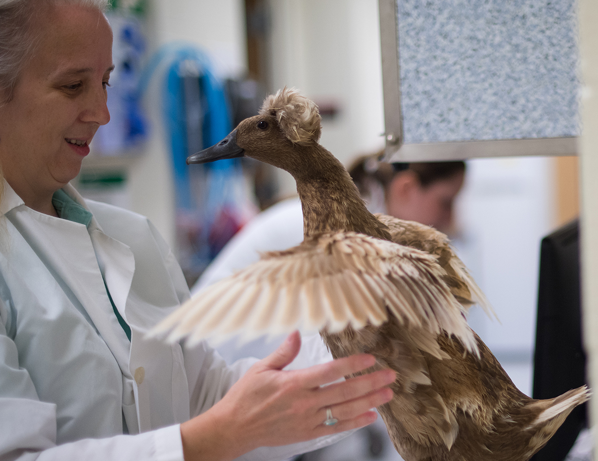 Tara Harrison examines Puff the duck