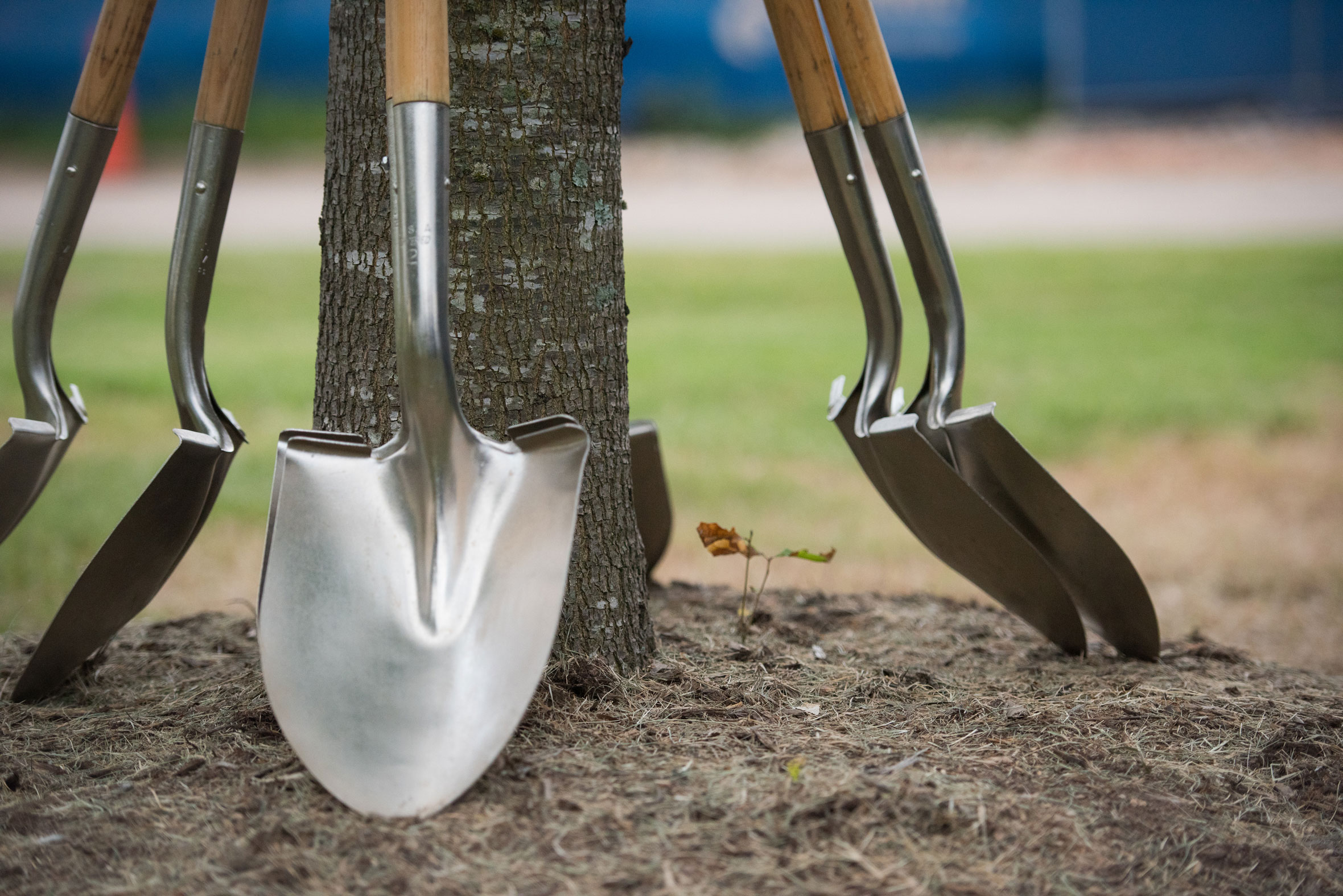 shovels around tree