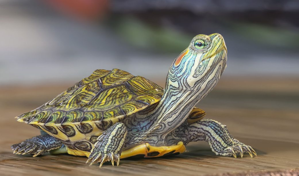 small turtle on table