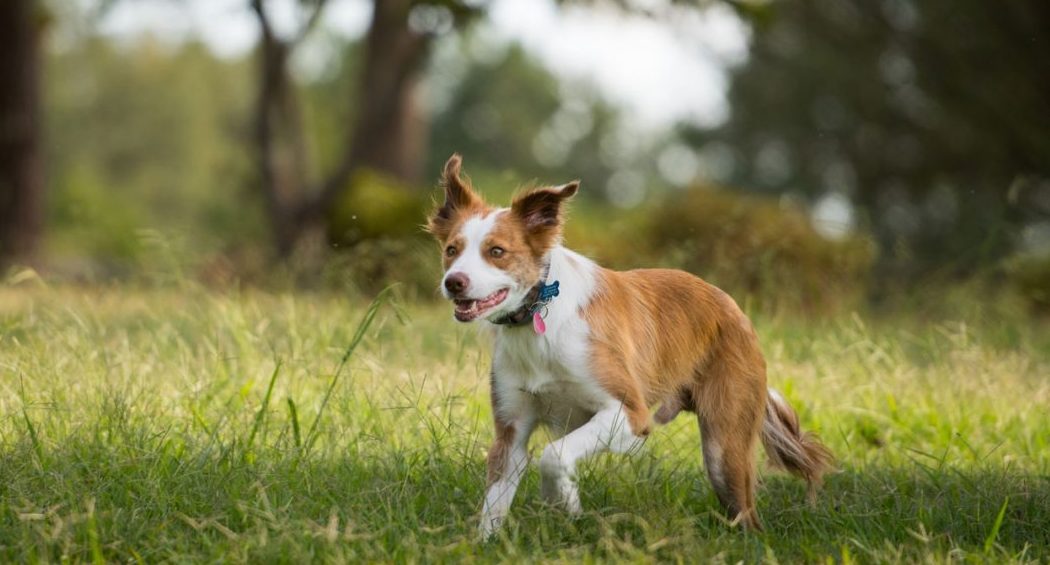 Border collie running in grass