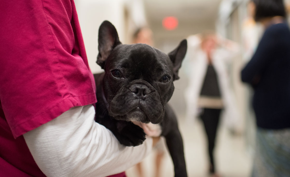 Fernando, the Peruvian French Bulldog