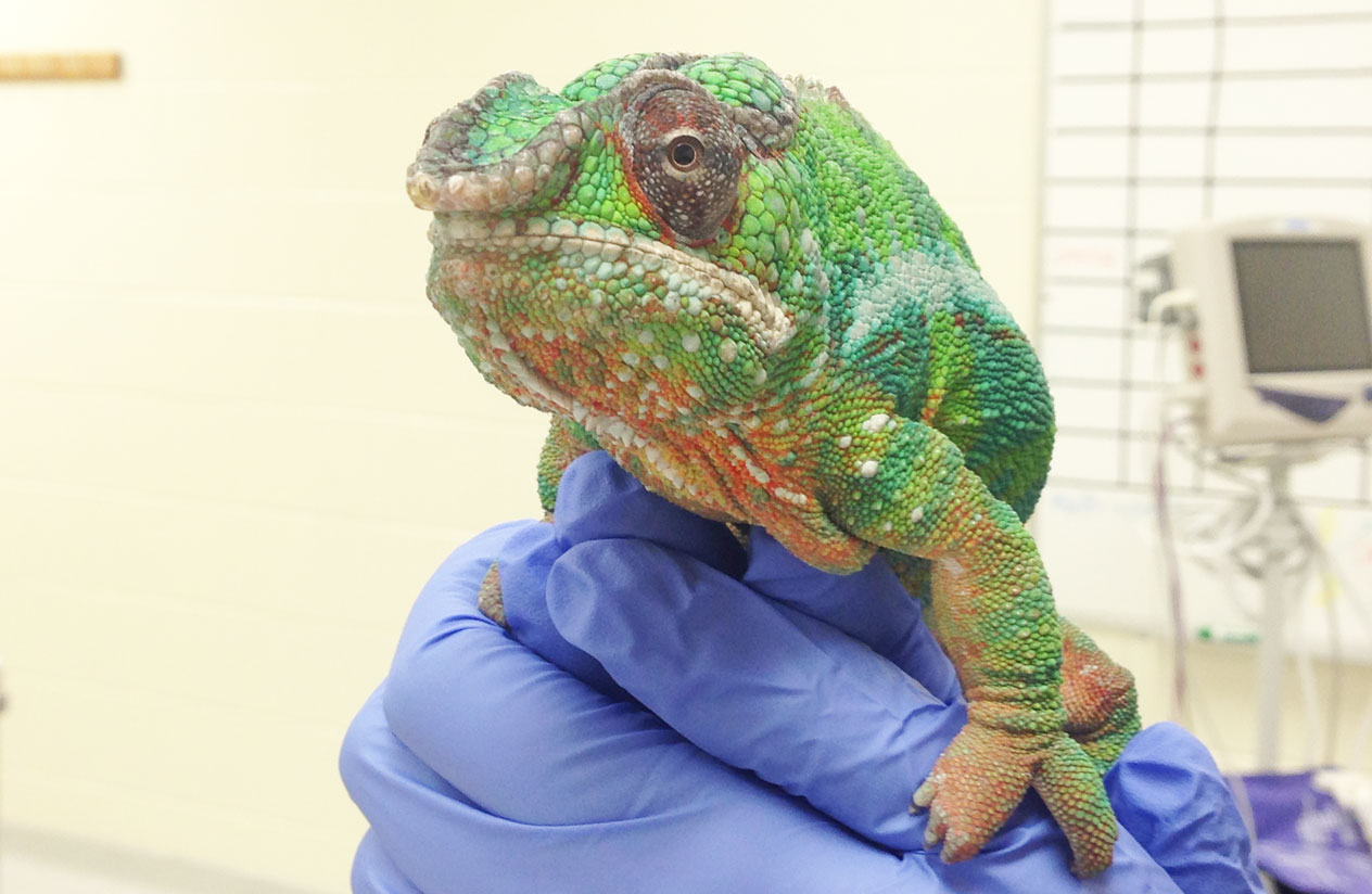 vet handles chameleon