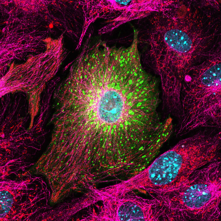 doctor colorizes structures within cells