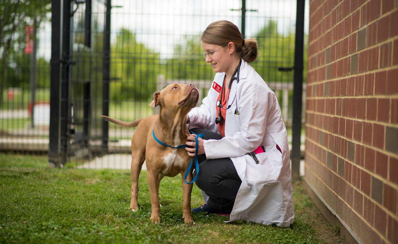 vet petting dog