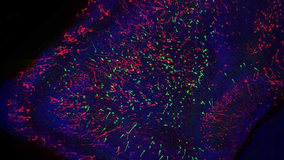close up of neurons