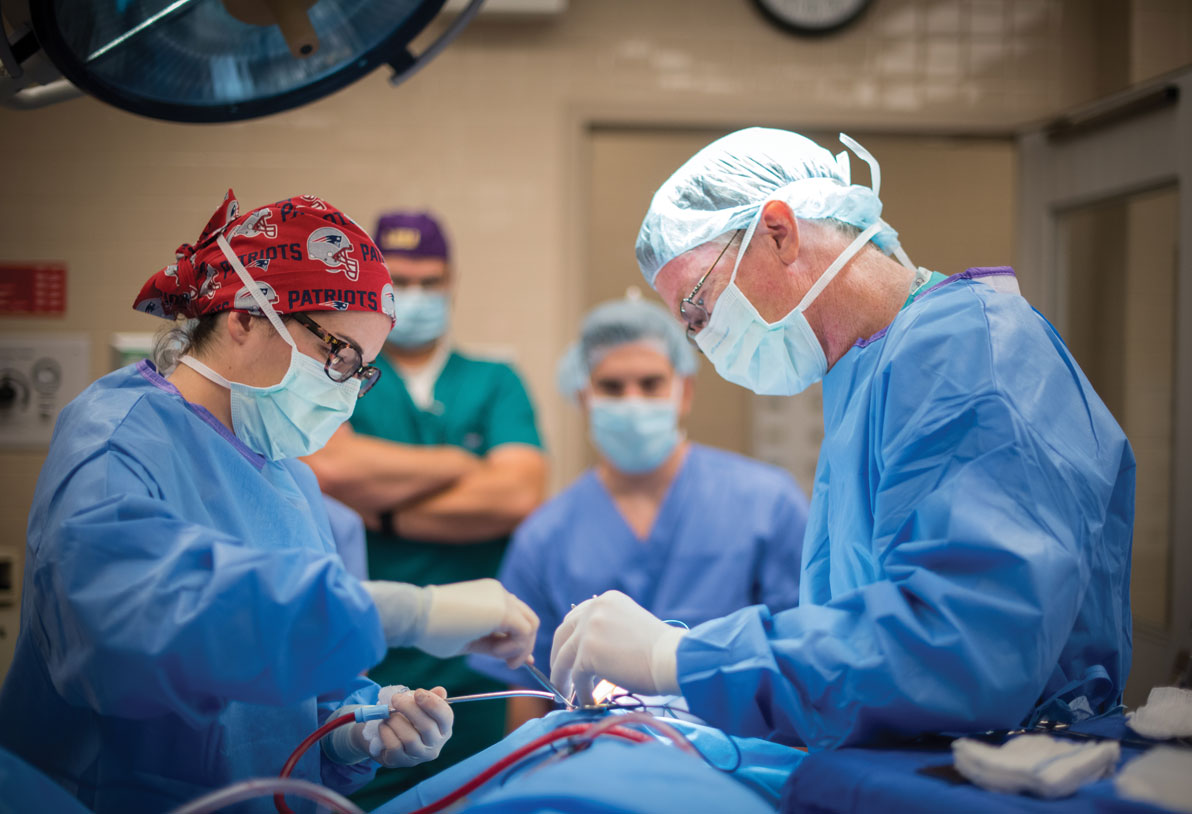 veterinarians in surgery
