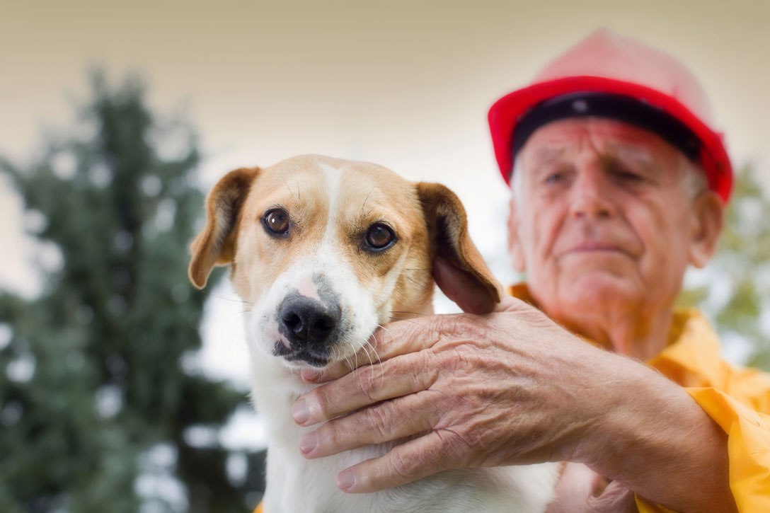 worker pets dog