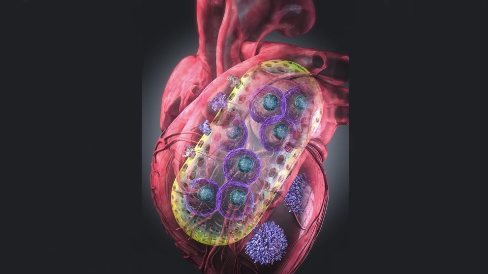 3D rendering of stem cells in nanogel