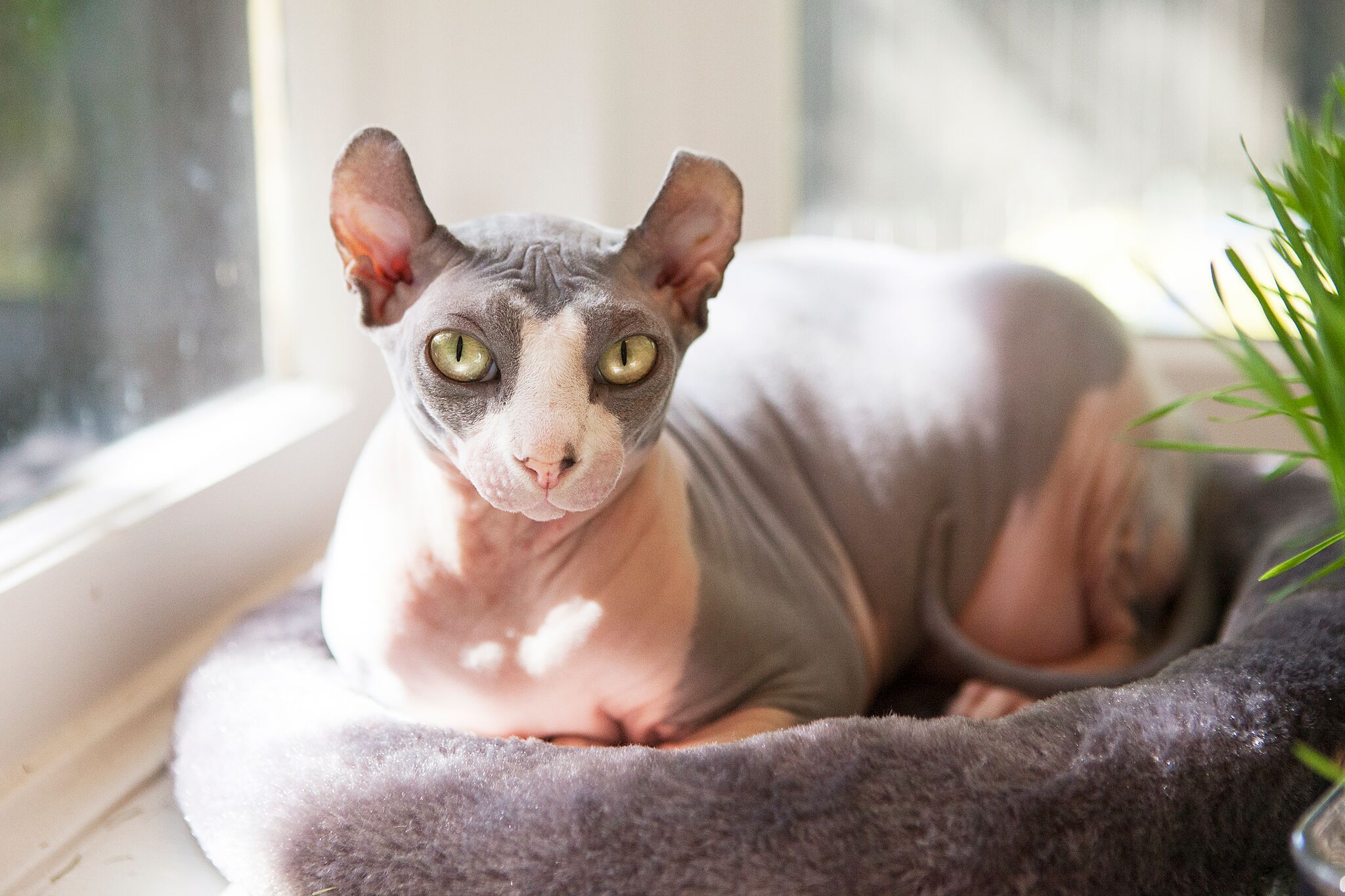 Lady Prunella Knucklesnude von Wrinklebothum the cat