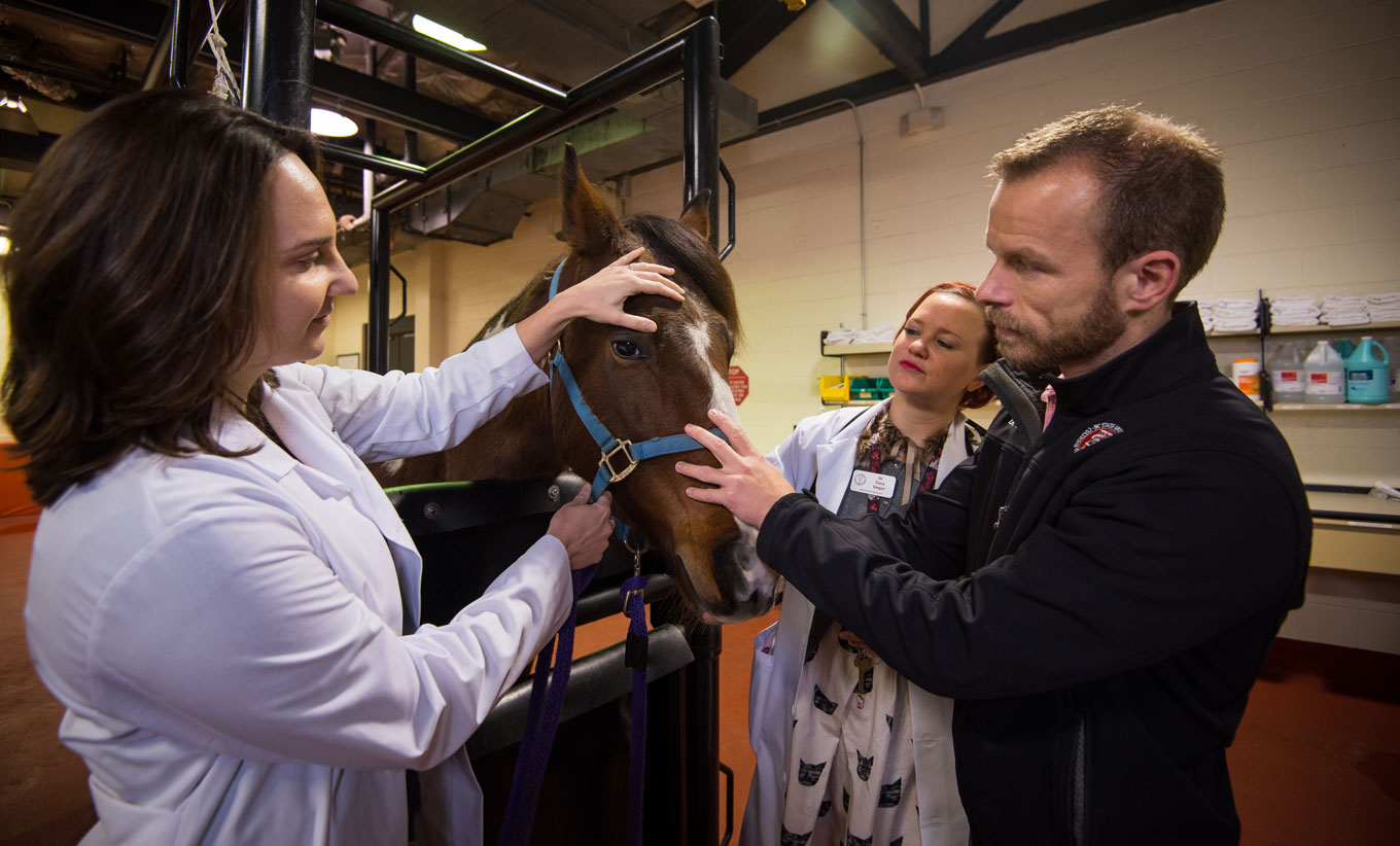 Timo Prange inspects horse for possible skin tumor