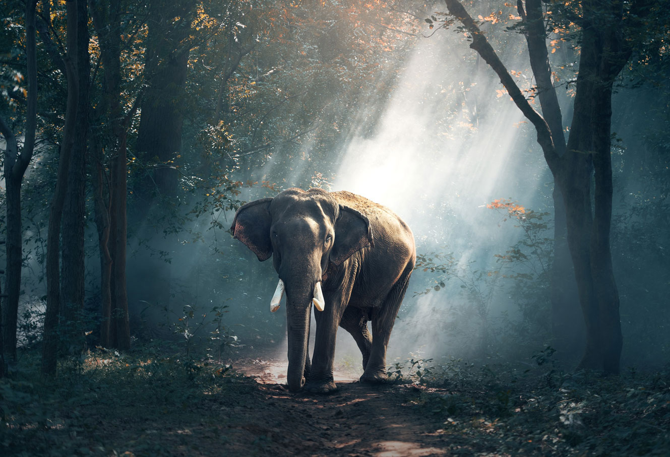 elephant in the wild