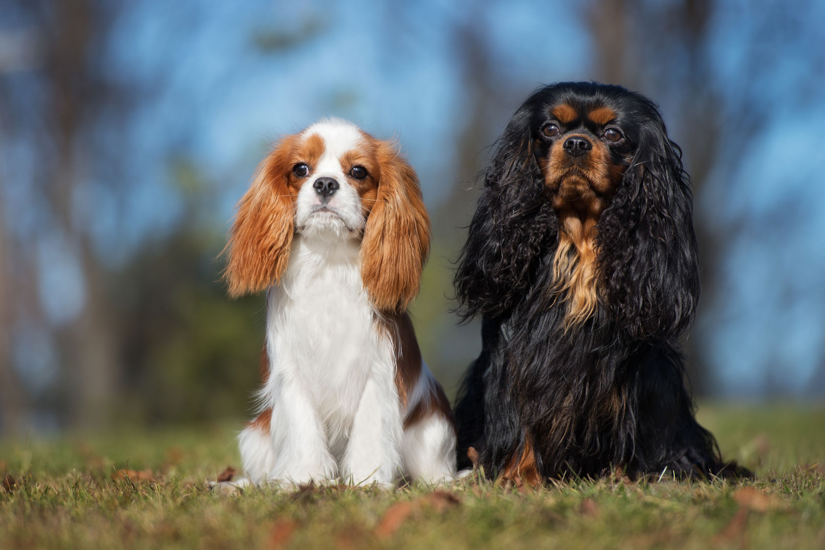 Cavalier King Charles spaniels