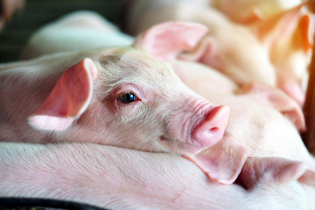 piglets cuddling