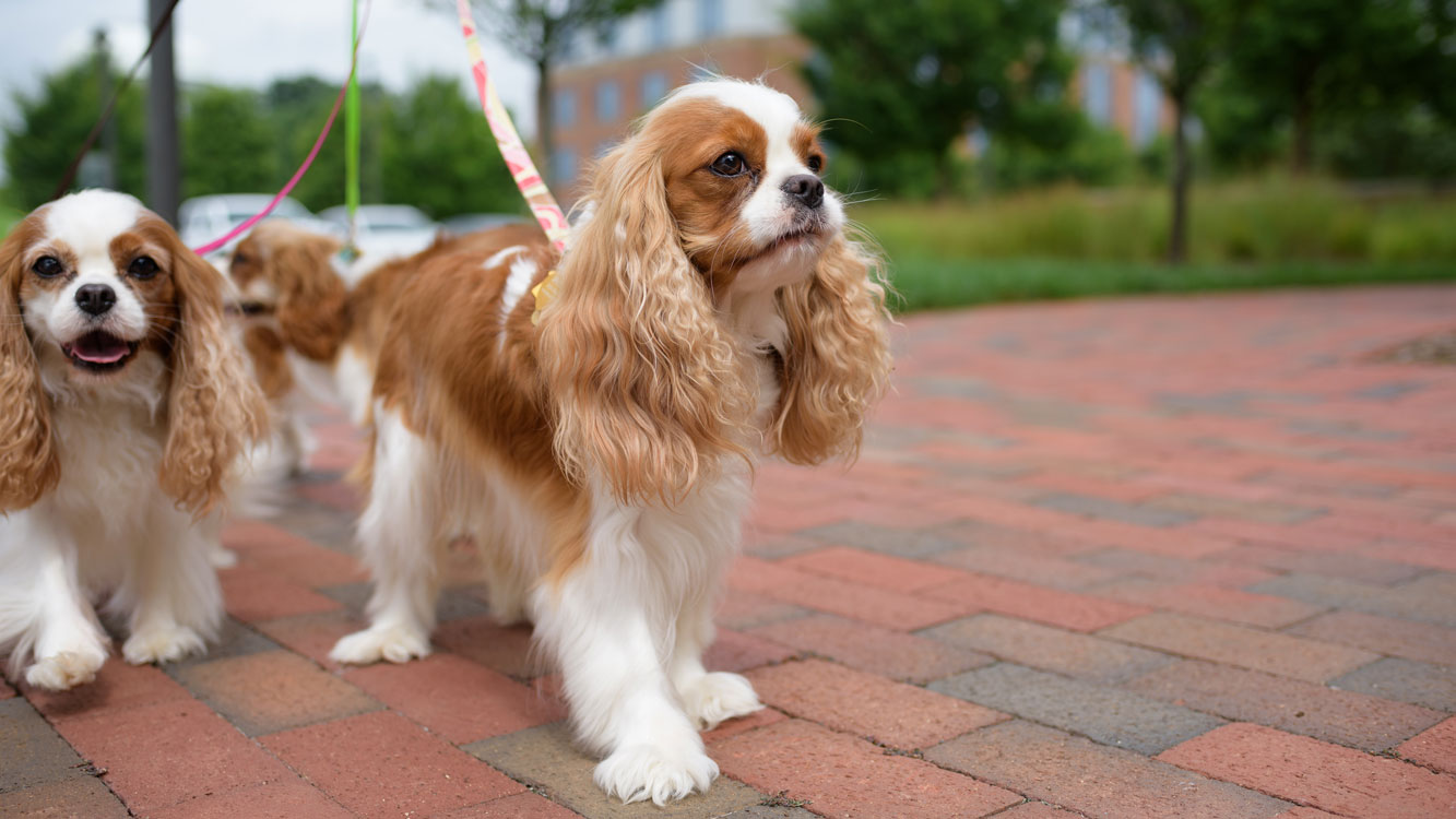 Cavalier King Charles spaniels