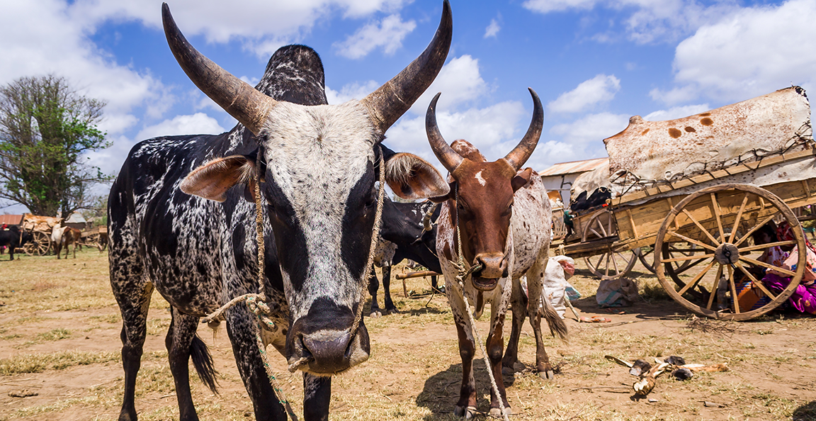 young men driving cattle in Africa