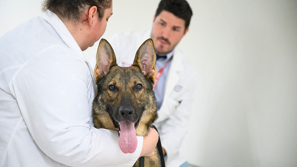 Frodo gets an ortho exam
