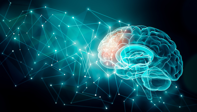 Human brain activity