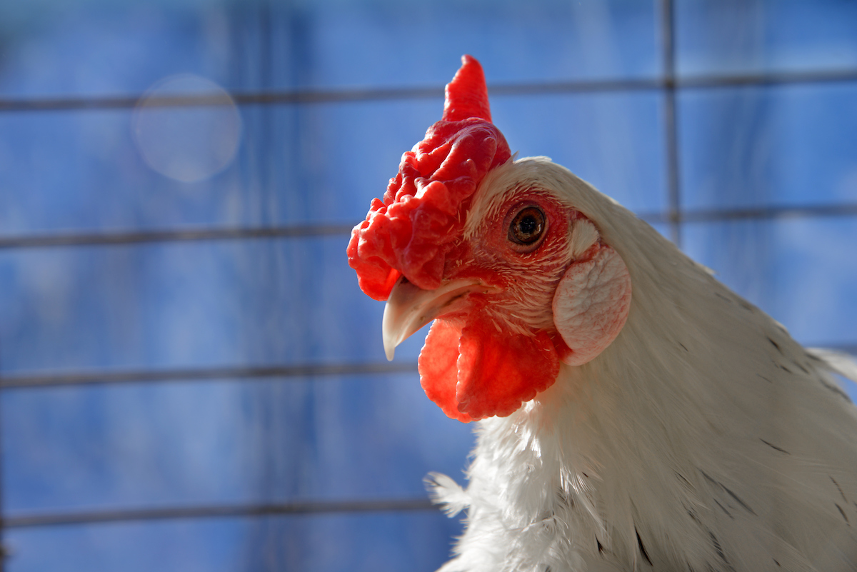 Chicken