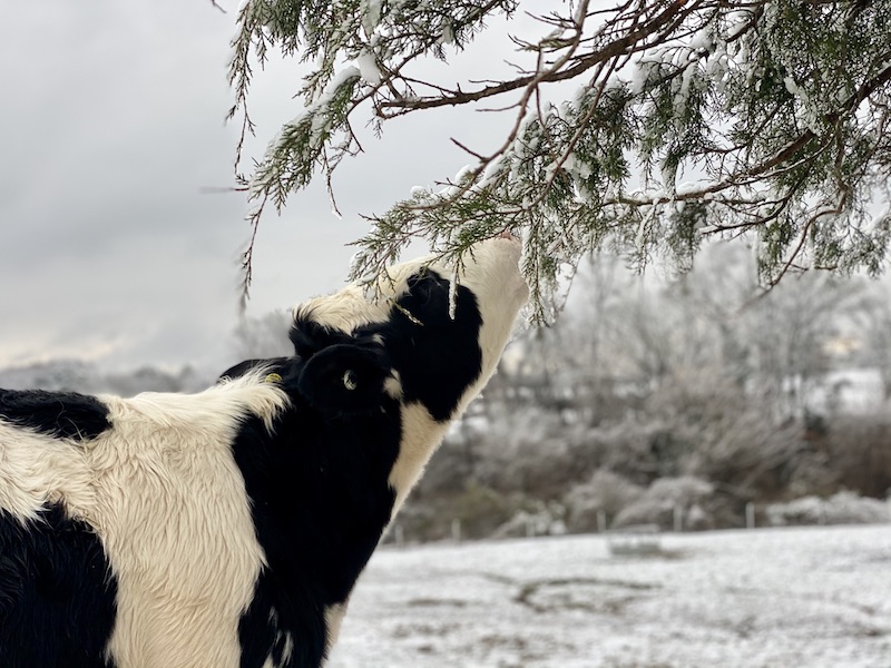 Snow day
