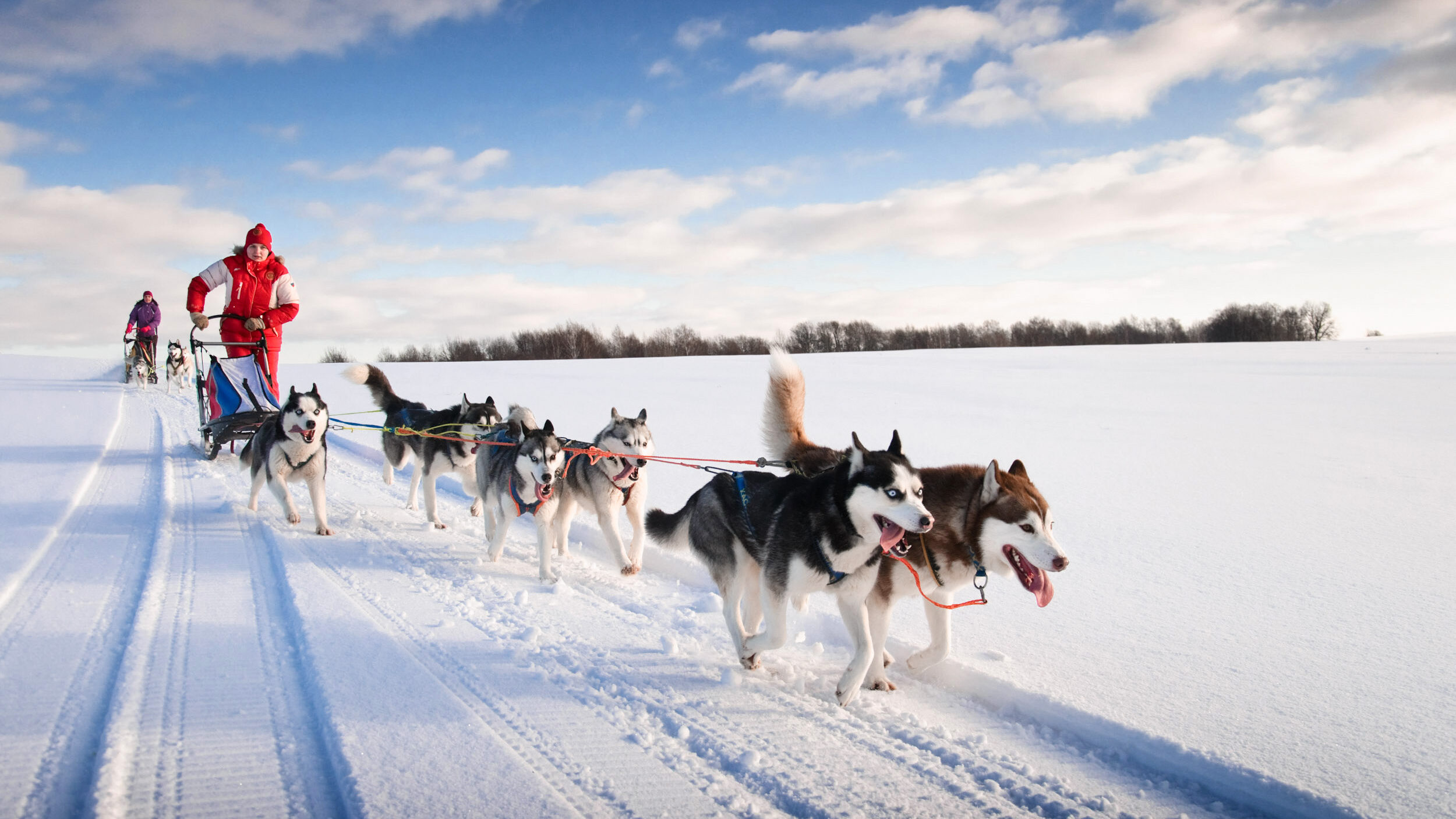 huskies pull sled