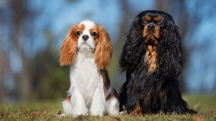 King Charles Cavalier Spaniel encounters mitral valve disease