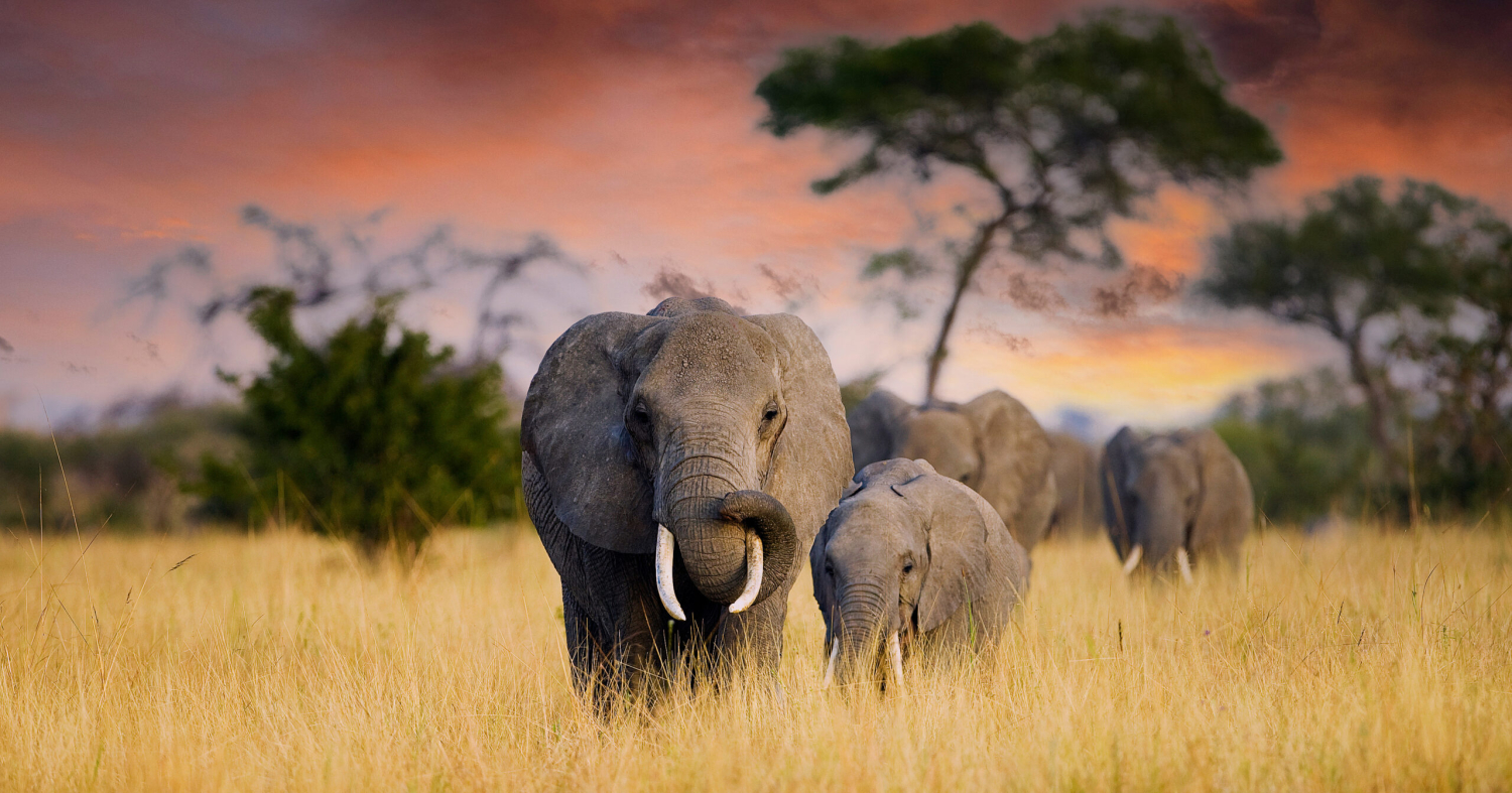 elephant family in the wild