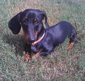 Buddy Boy