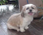 Rex