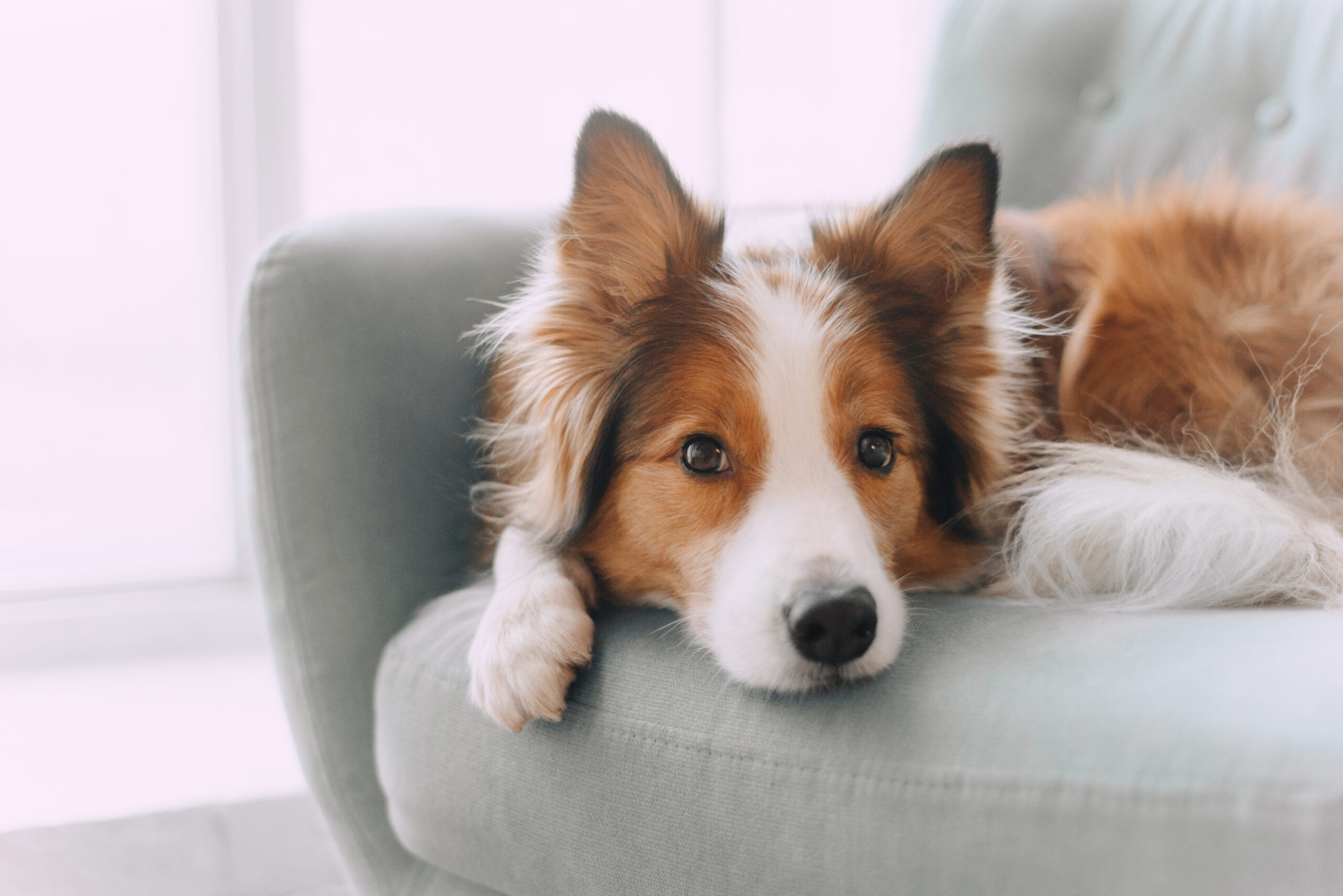 Dog relaxing on couch